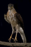 鳳頭蒼鷹藏品圖，第1張